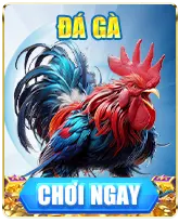 ĐÁ GÀ BL555